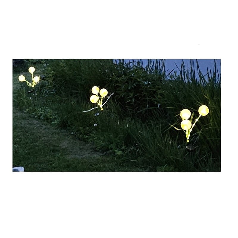 czosnek noca wyglad 2.jpg