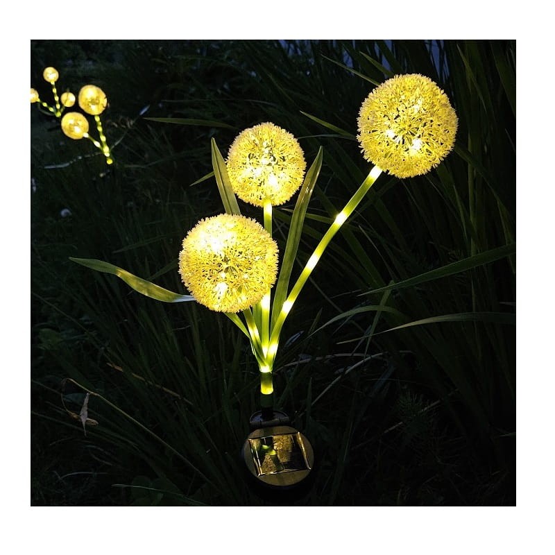 czosnek noca wyglad.jpg